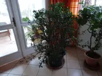 DSC02239.webp