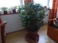 DSC02240.webp