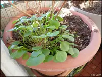c018.webp