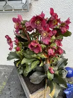 A9CE3D1C-E48B-41A7-91B0-02F150D7ADA8.webp
