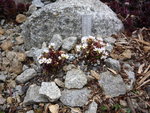 Androsace carnea ssp. carnea_03.04.2021.JPG