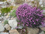 Erica darleyensis_03.04.2021.JPG