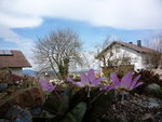 Erythronium dens-canis_11.04.2021.JPG