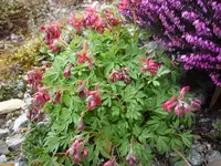 Lerchensporn_G.P.Bakker_05.04.2021.JPG