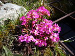 Primula rosea_24.04.2021.JPG