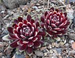 Sempervivum_GAZELLE_2_24.04.2021.jpg