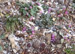 Cyclamen coum_Frühlingsalpenveilchen_Ecke_2_20.03.2021.jpg