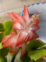 Schlumbergera.webp