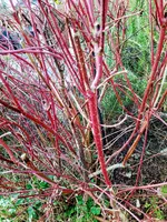 IMG_20220130_110455~2.webp
