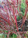 IMG_20220130_110455~2.jpg