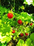 IMG_20210703_144702.jpg