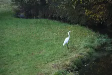 Silberreier 0221.webp