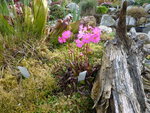 Primula rosea 13.04.2014.JPG