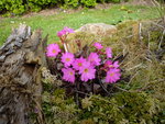 Primula rosea_04.04.2014.JPG