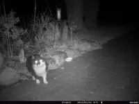 Katze schwarzweiß süß 2022_01_31STC_0001.webp
