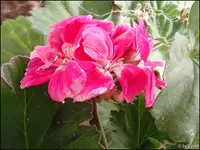 c024.webp