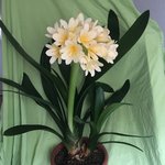 Clivia-III 2022-01_10.jpg