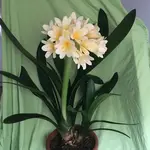 Clivia-III 2022-01_10.jpg