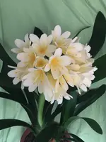 Clivia-III 2022-01_11.jpg