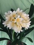 Clivia-III 2022-01_11.jpg