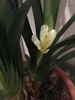Clivia-III 2022-01_12.jpg