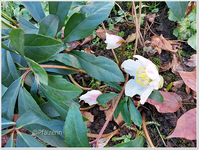 Garten Anfang Februar 6.jpg