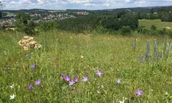 Magerwiese.webp
