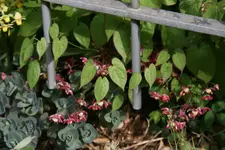 Epimedium0517.webp