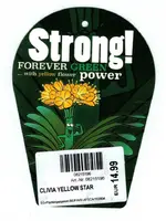 Clivia Yellow Star 2017-05.webp