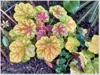 Heuchera.webp