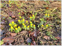 Winterlinge 2.webp