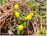 Winterlinge 1.webp