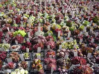Ausschnitt Semps-Tischsammlung1_16.05.2021.webp