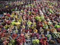 Ausschnitt Semps-Tischsammlung2_16.05.2021.webp