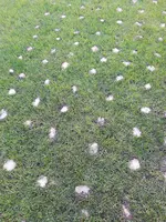 IMG_20200824_070421931.webp
