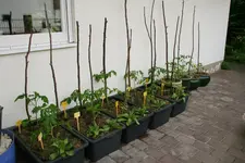 Mai  0420.webp