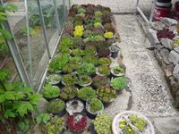 Jovibarba Heuffelii Sammlung_11.05.2021.JPG