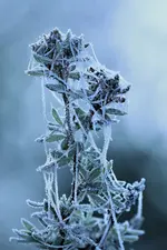 image001.webp
