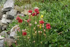2521.webp