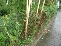 Bambus_Rhizomsperre_01.jpg