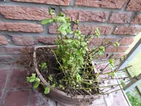P1060706.webp