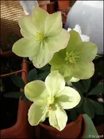 c028.webp