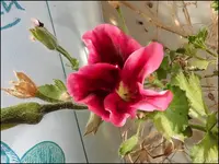 c029.webp