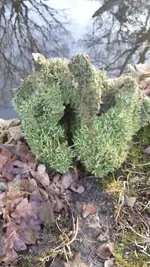 Wurzel.webp