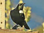 IMG_7162 v (2) - Copy.JPG