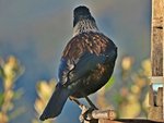 IMG_7165 v (2) - Copy.JPG