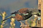 IMG_7168 v (2) - Copy.JPG