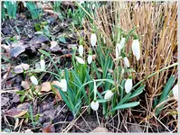 Schneeglöckchen.webp
