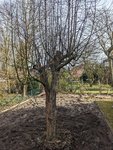 Baum5.jpg Baum5.jpg