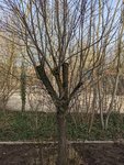 Baum4.jpg
